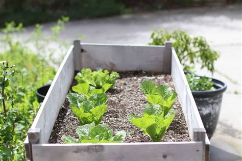 Maybe you would like to learn more about one of these? How to Fill a Raised Garden Bed for Cheap | SawsHub