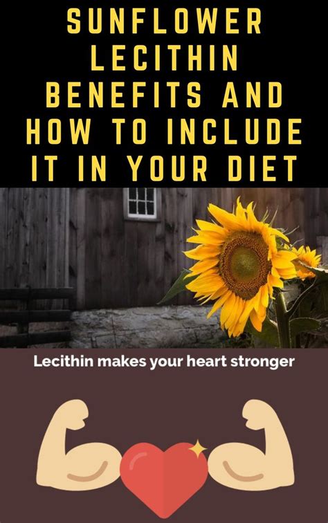 12 sunflower lecithin benefits and how to include it in your diet sunflower lecithin benefits