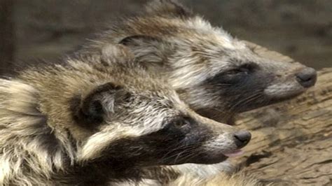 New Covid Origins Data Point To Raccoon Dogs In China Market World