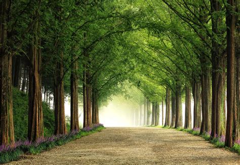 Forest Trees Nature Wall Mural Photo Wallpaper Fw Wm Ebay