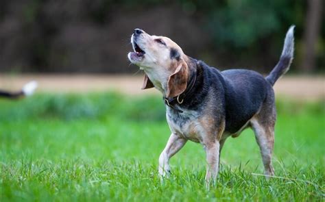 Nine Reasons Dogs Howl And What You Can Do About It All Things Dogs