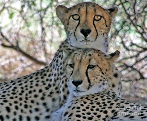 Cheetah Sisters Photograph By Michelle Mark Fine Art America