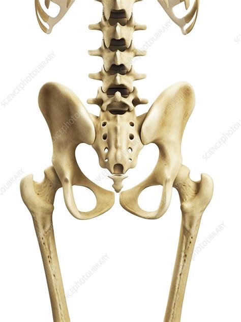Hip Bones Artwork Stock Image F0077613 Science Photo Library