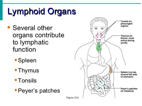 Lymphatic System Notes Lymphatic System Anatomy Lymphatic System