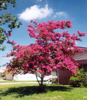 21.09.2017 · flowering bushes flourish in florida, from the tropical hibiscuses in south florida to the summery hydrangeas in the northern part of the state. Crapemyrtle - Gardening Solutions - University of Florida ...
