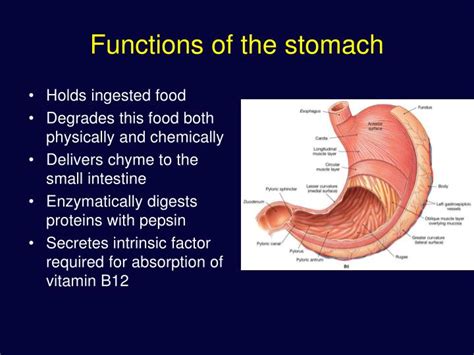 Ppt The Digestive System Powerpoint Presentation Id1283335