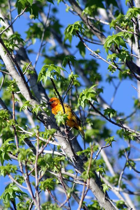 Free Images Tree Nature Branch Bird Plant Leaf Flower Summer