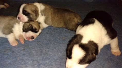 Alabai history is 4000 years back. Central asian shepherd alabai puppies for sale - YouTube