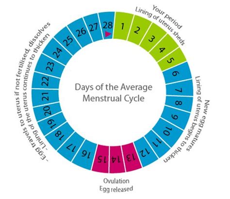 How To Get Ovulation Without Going To Fertility Clinic