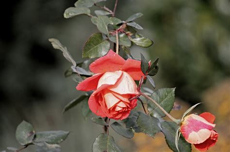 Rosa Rosso Fiore Foto Gratis Su Pixabay Pixabay