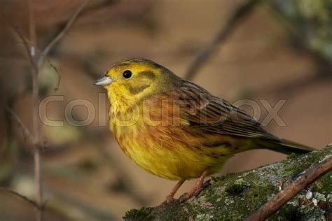 Yellowhammer In Its Natural Habitat In Stock Image Colourbox
