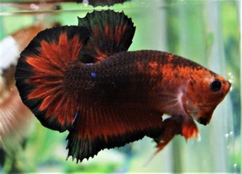 Descargue el archivo de música mp3 betta hellboy galaxy a una calidad de audio de 320 kbps. Hellboy Red Fancy Halfmoon Plakat - Sell & buy betta fish ...