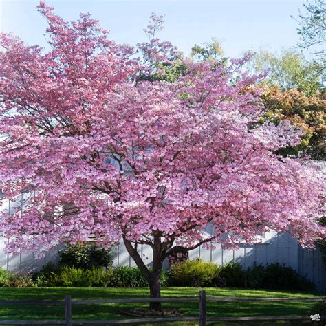 Pink Flowering Dogwood — Green Acres Nursery And Supply