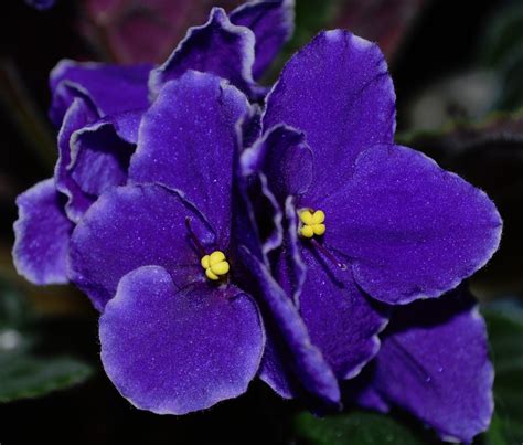Tiny Grown Up African Violets A Love Story African Violets Blue