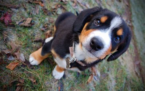 Download Wallpapers Entlebucher Mountain 4k Close Up Puppy