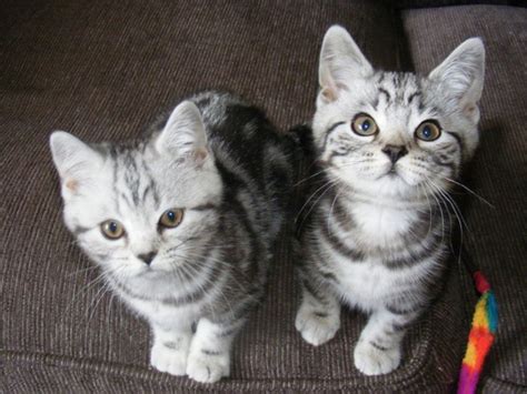 89 8 cat kitten aviary. 40 Pictures of Cute Silver Tabby Kittens - Tail and Fur