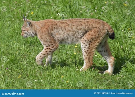 Eurasian Lynx Walking In The Grass Stock Image Image Of Mammal
