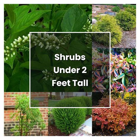 How To Grow Shrubs Under 2 Feet Tall Plant Care And Tips Norwichgardener