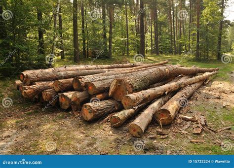 Pile Of Wood In Forest Stock Photo Image Of Mature Bark 15722224