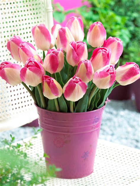 Tulipan Tulipa Innuendo Cebulki Tulipanów Dutchgrown™