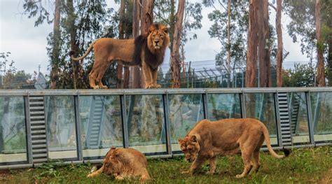 Santo inacio zoo is home to 600 animals including the amur tiger and asian lion. Zoo Santo Inácio reabre a visitantes e lança campanha ...