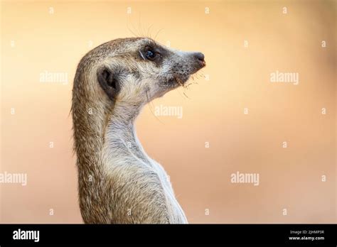 Cute Meerkat Closeup Portrait From Profile Blurred Background