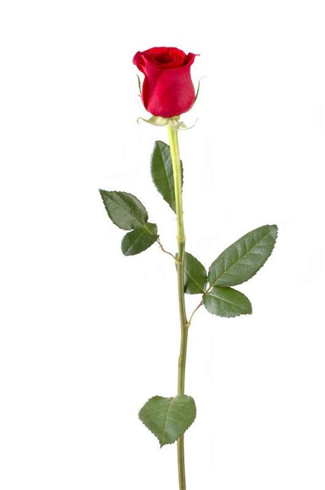 Bouquet of bright red roses on a long stem, flower arrangement. Single Long Stem Rose | Rose Single stem 150x150 Flowers ...