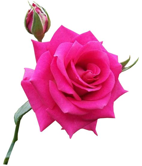 Flores - rosas - LacreMania png image