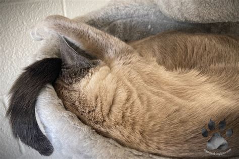Can Siamese Cats Get Colds Health Facts Care Tips