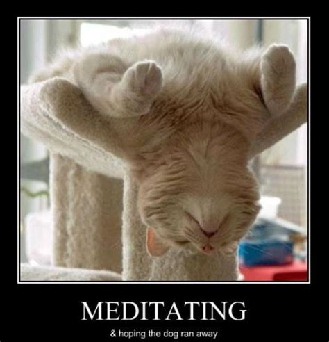 Meditating Cat Listen To The Voice Of Buddha Pinterest