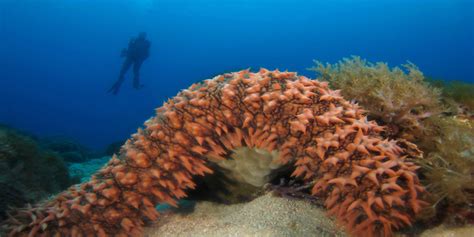 It has a neutral taste that takes on the flavors of other ingredients. Did You Know We're Harvesting Sea Cucumbers in ...