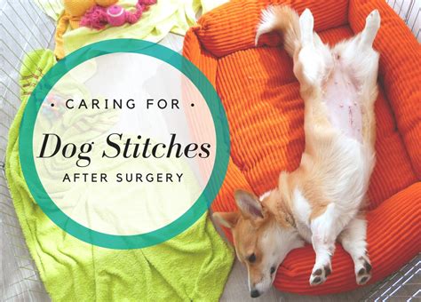 Here, we'll explain how long the process should take, what to expect, and how to tell if your dog has mated. How to Care for and Keep Dog Stitches Clean After Surgery | PetHelpful