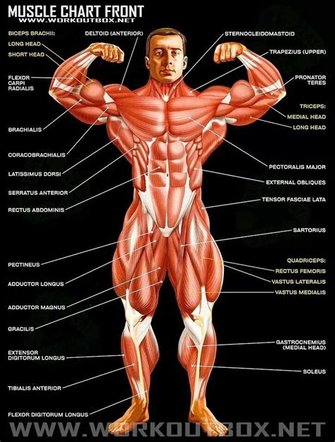 Pin By Ashley Cantrell On Your Body Muscle Anatomy Body Muscles