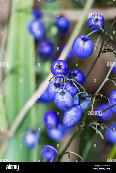 Bright Blue Berries Of The Blue Flax Lily Dianella Caerulea Stock