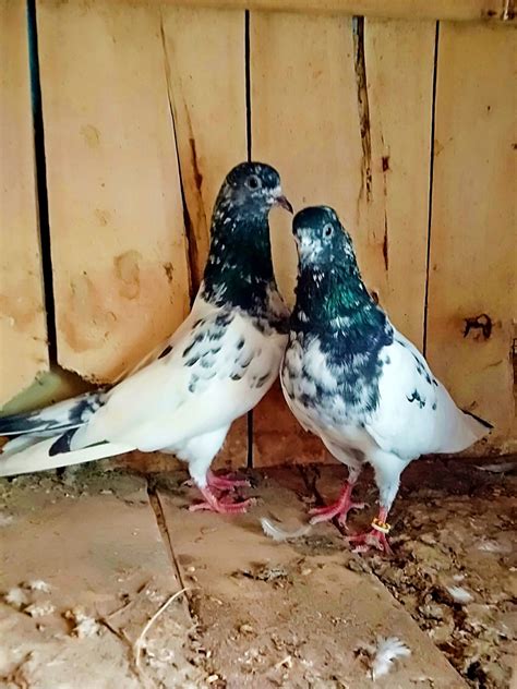 Best Breed Giribaj Pigeon Rpigeons