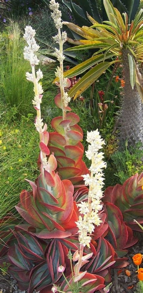Paddle cactus is a form of prickly pear which can be toxic to dogs. Houseplants That Can Survive Your Constant Neglect | The ...