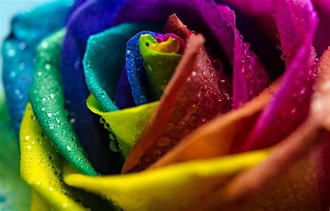 The Internet Says This Rainbow Rose Is A Real Flower I Want One Its So