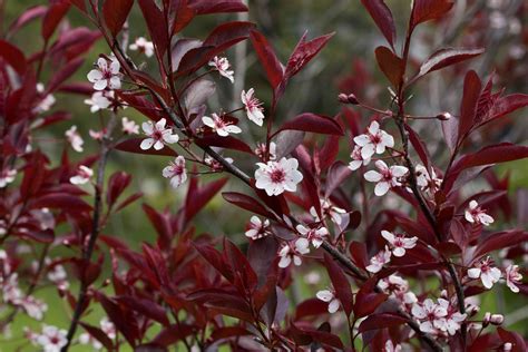 19 Trees And Shrubs From The Prunus Genus