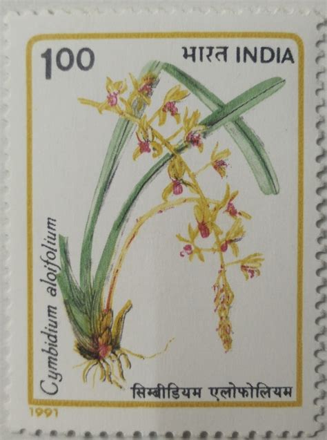 Orchids Of India Orchid Flowering Plant Cymbidium Aloifolium Aloe Leafed Cymbidium Hinged