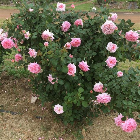 Roses can be grown successfully from cuttings and will grow on to make good flowering plants. Flower Power Panarosa™ - Ludwig's Roses