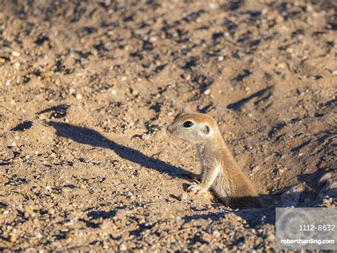Round Tailed Ground Squirrel Xerospermophilus Tereticaudus Stock Photo