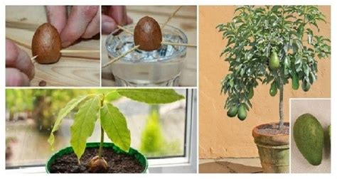 6 Basit Adımda Kendi Avokado Ağacınızı Yetiştirin