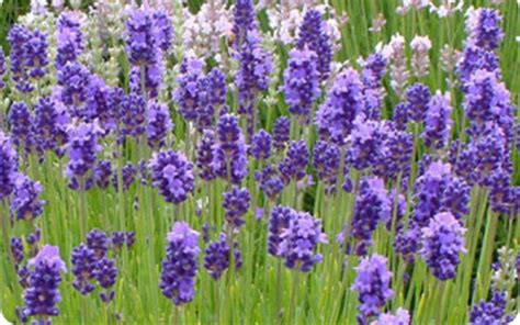 Gambar Bunga Lavender Yang Sangat Indah Kumpulan Gambar