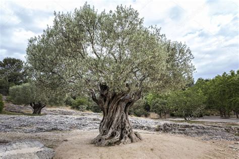 Old Olive Tree In Southern Europe — Stock Photo © Haraldmuc 162019130