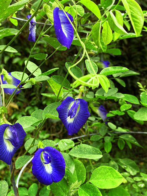 5 Easy To Grow Tropical Vines With Dazzling Blue Flowers Dengarden