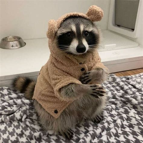 This Online Group Shares Funny Pics Of Racoons That Prove They May Be