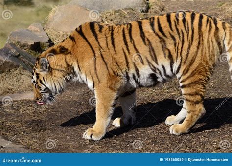 Tiger On The Savannah Wanders Stock Image Image Of Safari Tiger