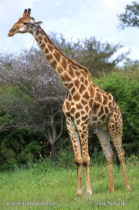 Žirafa Nuotraukos Paveikslėliai
