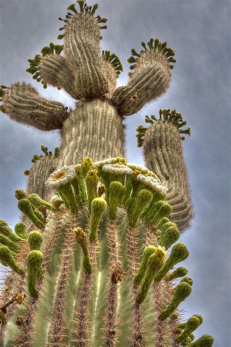 The saguaro or giant cactus is one of the characteristic plants of arizona and while the cactus has been reported to treat rheumatism, it is not known to be well, most of us know how durable cacti are, so next time i travel about an hour south, i will grab a piece and try it out and give a report in this thread.don't hold. Saguaro Cactus In Bloom | Cacti
