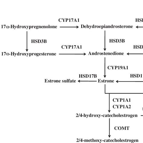Sex Steroid Hormone Biosynthesis And Metabolism Pathway Download Scientific Diagram